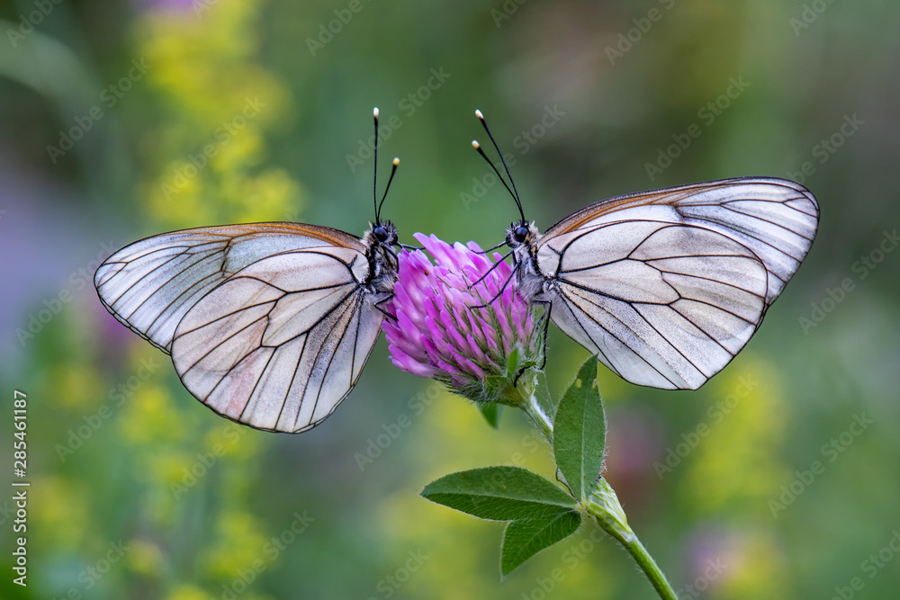 Pieridae / Alıç Kelebeği / Black-veined White / Aporia crataegi Pieridae / Alıç Kelebeği / Black-veined White / Aporia crataegi