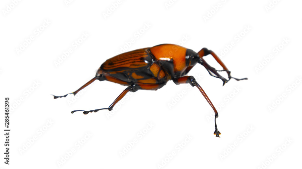 palm weevil snout beetle, Rhynchophorus ferrugineus, isolated on white