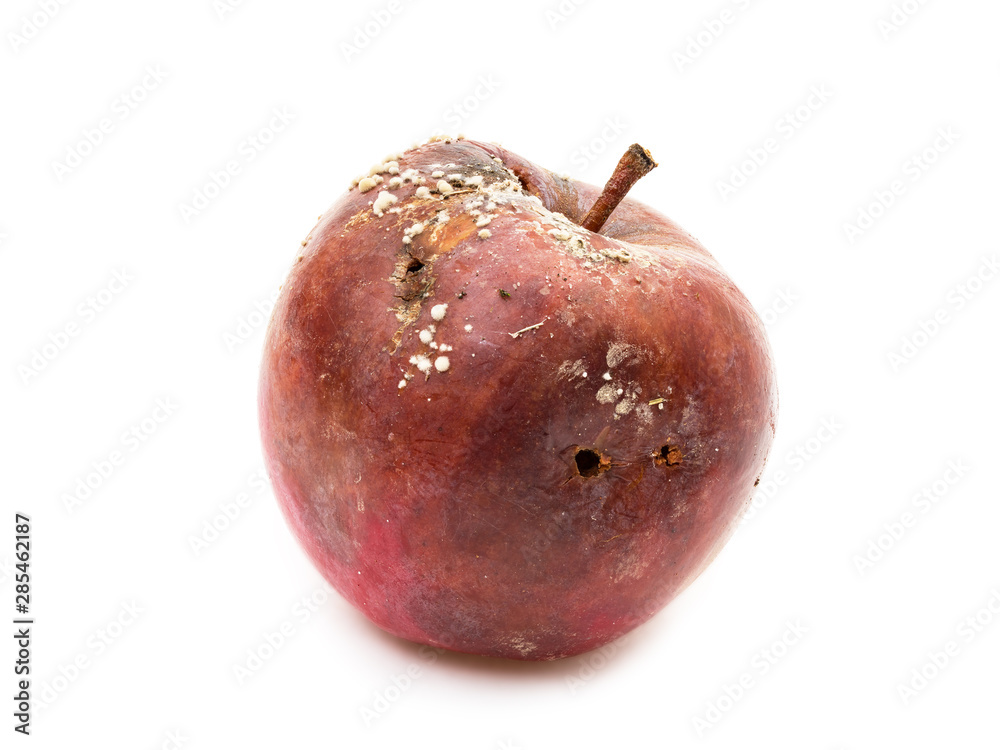 Bad and rotten apple with fungus and worm holes isolated on white background