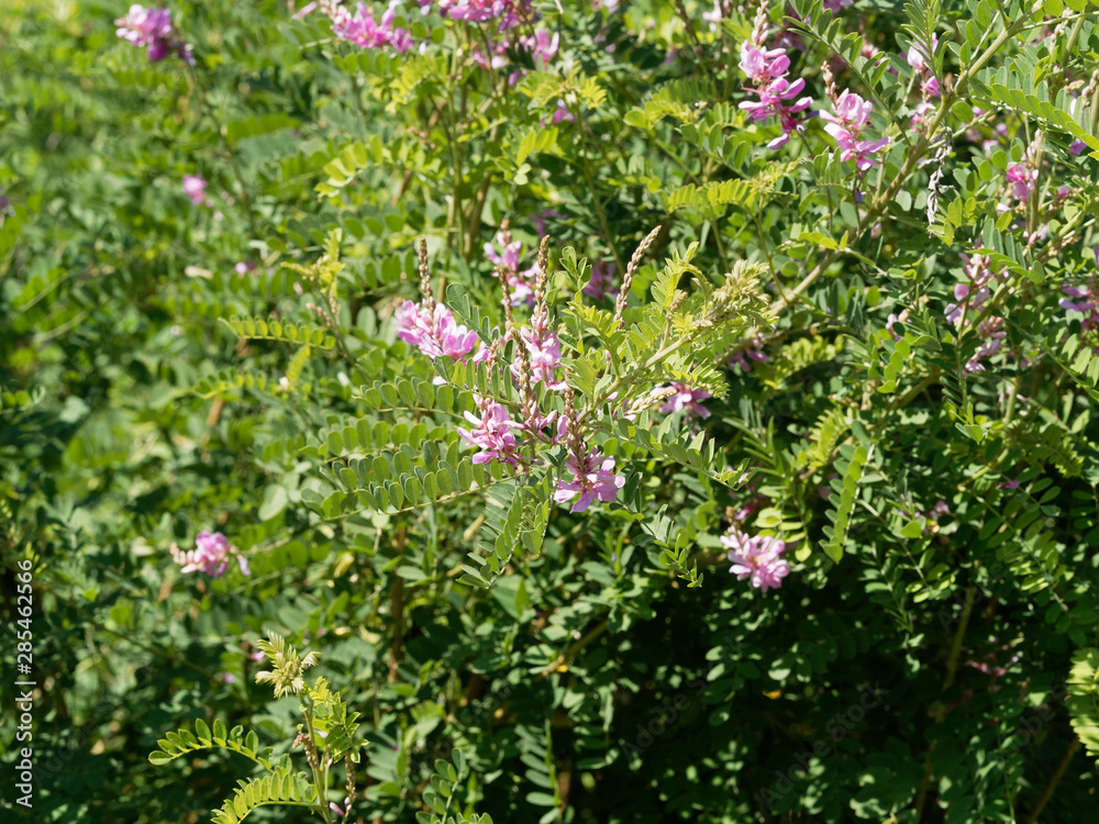 (Indigofera heterantha) Indigo de l'himalaya ou indigotier rose à floraison en grappe pourpre (Indigofera heterantha) Indigo de l'himalaya ou indigotier rose à floraison en grappe pourpre