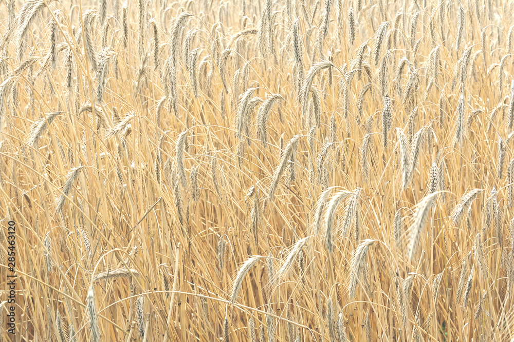 View of the ripened spikelets of wheat of golden color that grow on the field. The concept of agriculture, nature. View of the ripened spikelets of wheat of golden color that grow on the field. The concept of agriculture, nature.