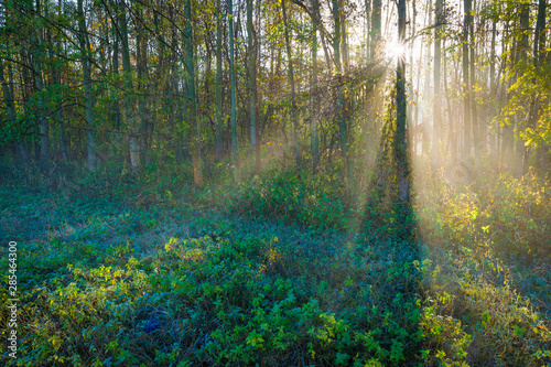 Fototapeta Naklejka Na Ścianę i Meble -  Sonnenstrahlen scheinen durch Nebel aus einem Wald im Herbst