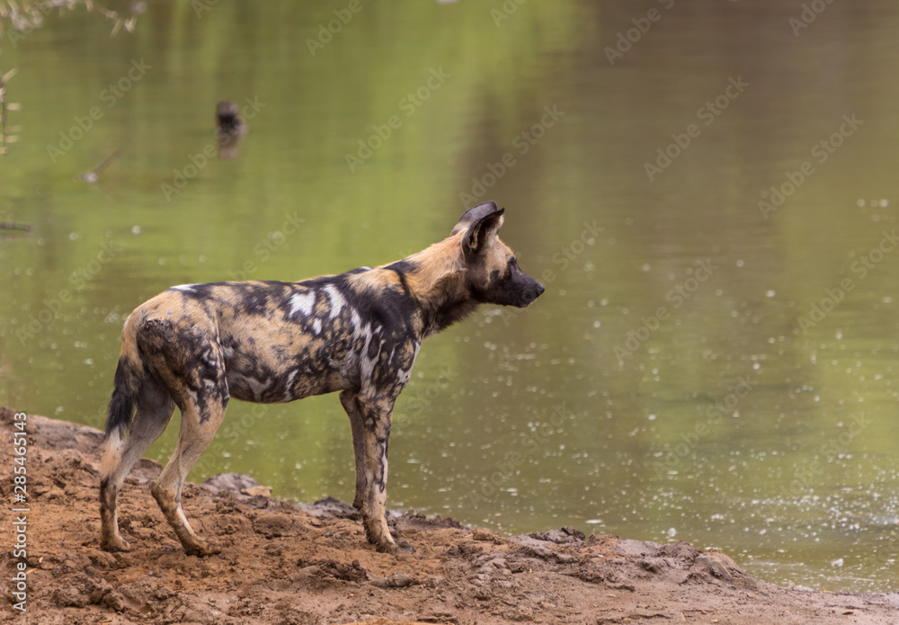 Fototapeta premium African wild dog standing next to water