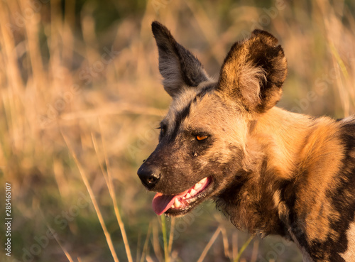 African wild dog in afternoon light