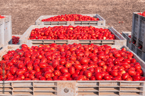 Pomodori San Marzano