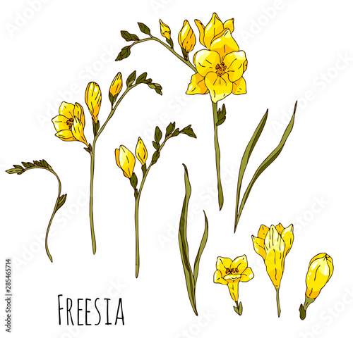 Hand drawn yellow freesia set illustration isolated on white background.