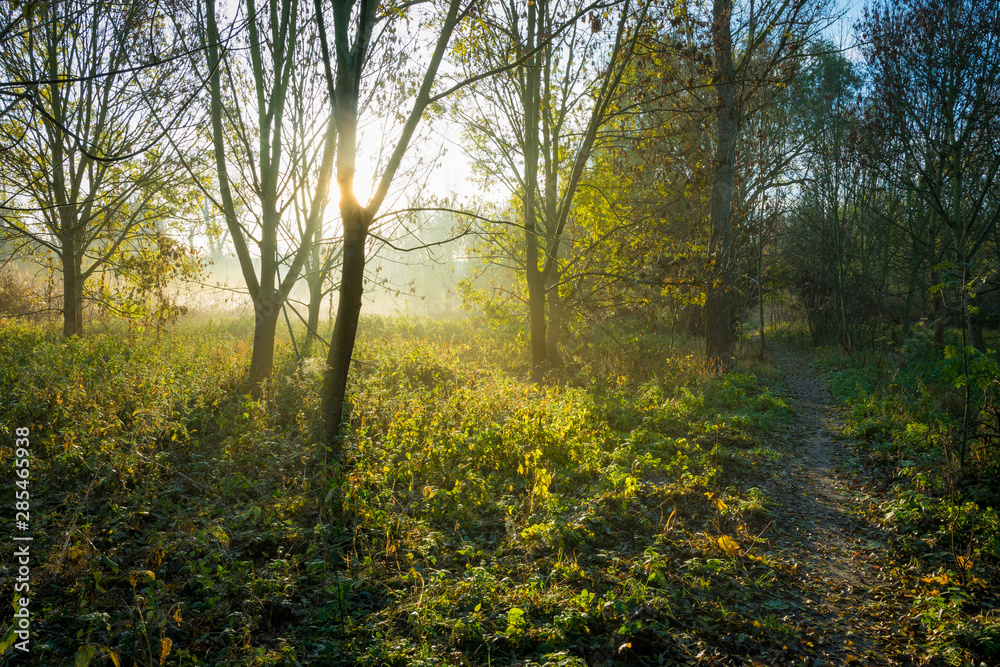 Sonnenstrahlen im Wald am Morgen im Herbst