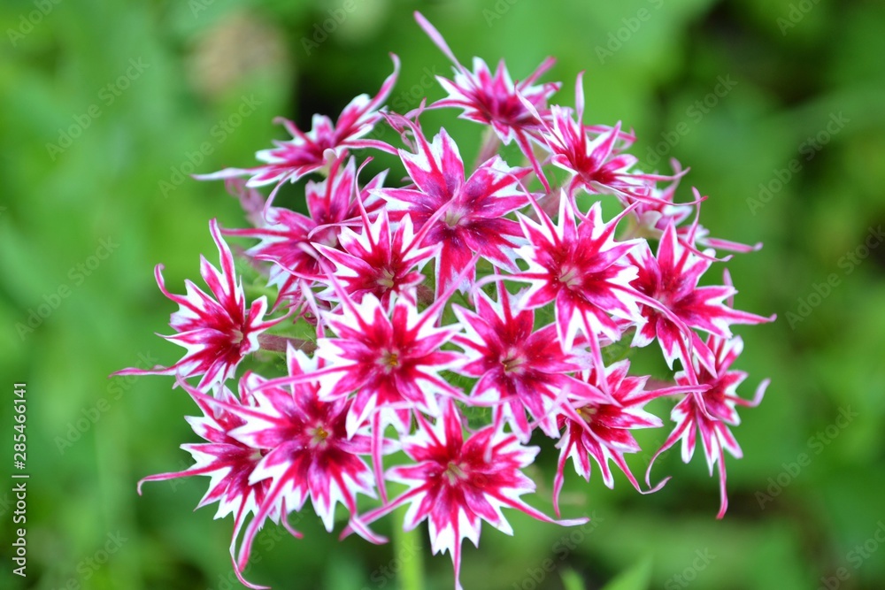 Phlox Phlox