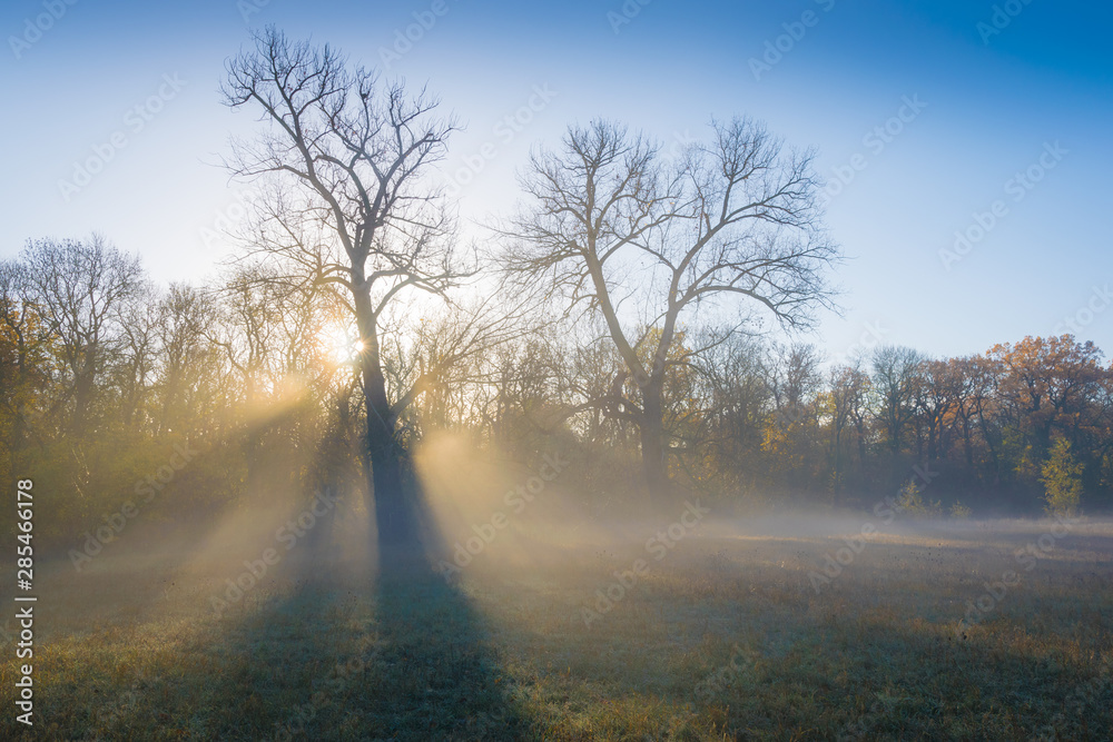 Baum und Nebel im Sonnenaufgang - Herbst Winter Baum und Nebel im Sonnenaufgang - Herbst Winter