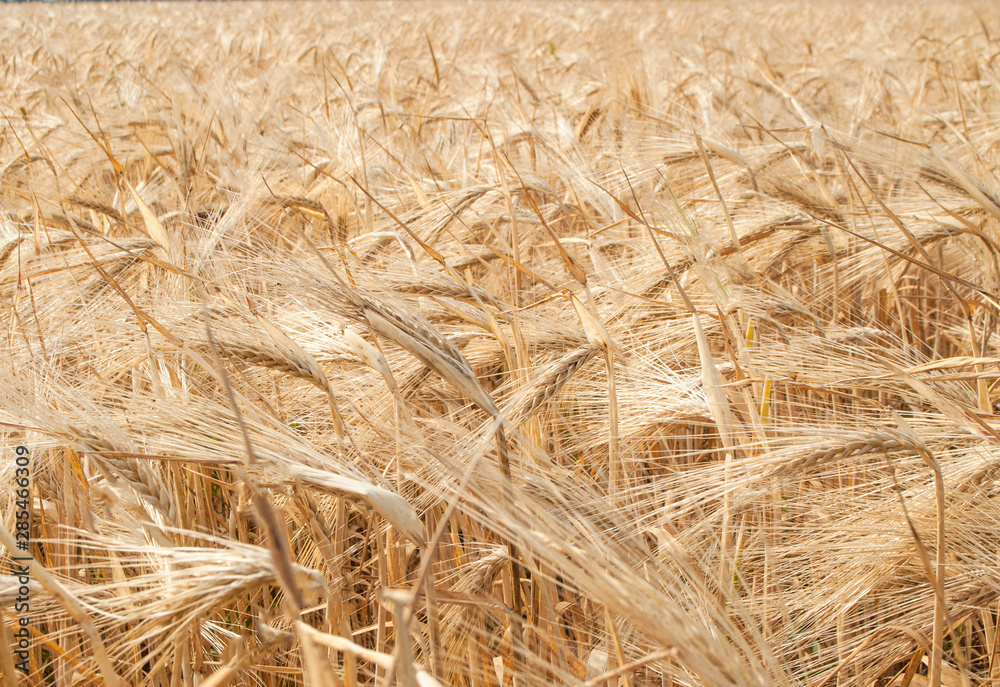Background of ripening ears of meadow wheat field. Rich harvest. Background of ripening ears of meadow wheat field. Rich harvest.