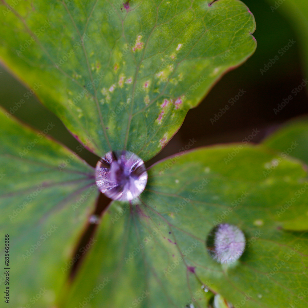 jewels of nature; Raindrops jewels of nature; Raindrops