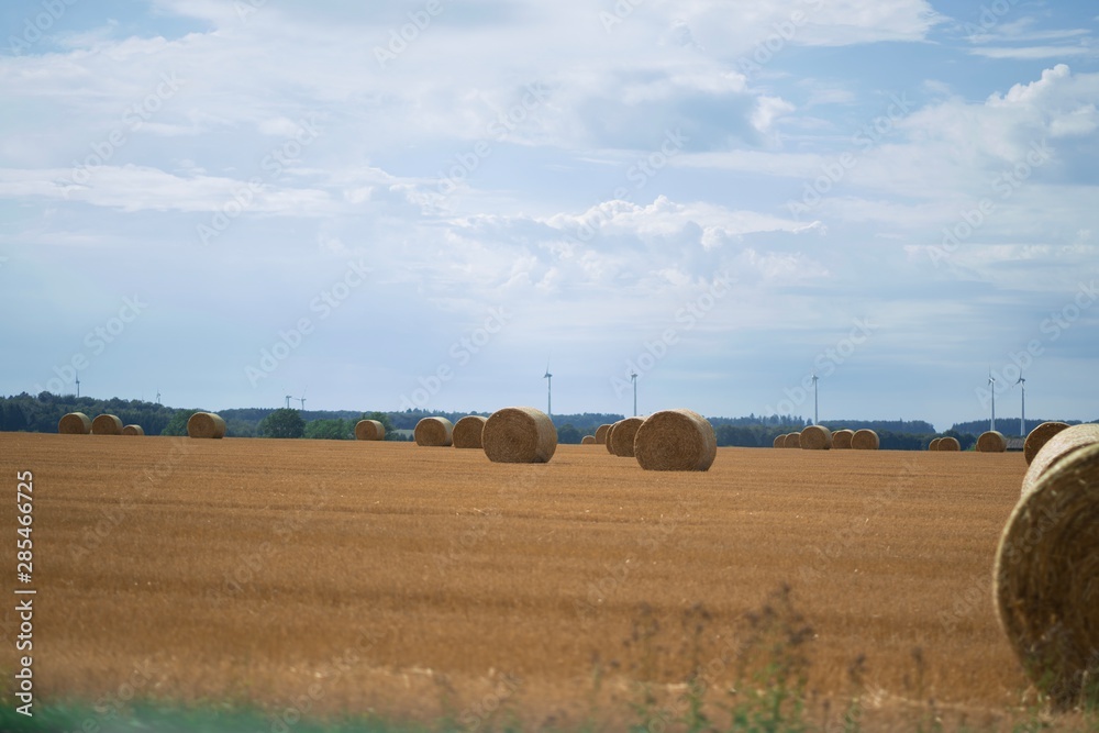 Fototapeta premium bales of hay in field