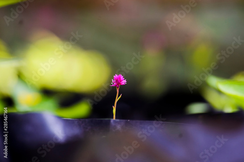 Gomphrena Globosa, commonly known as globe amaranth, makhmali, and vadamalli photo