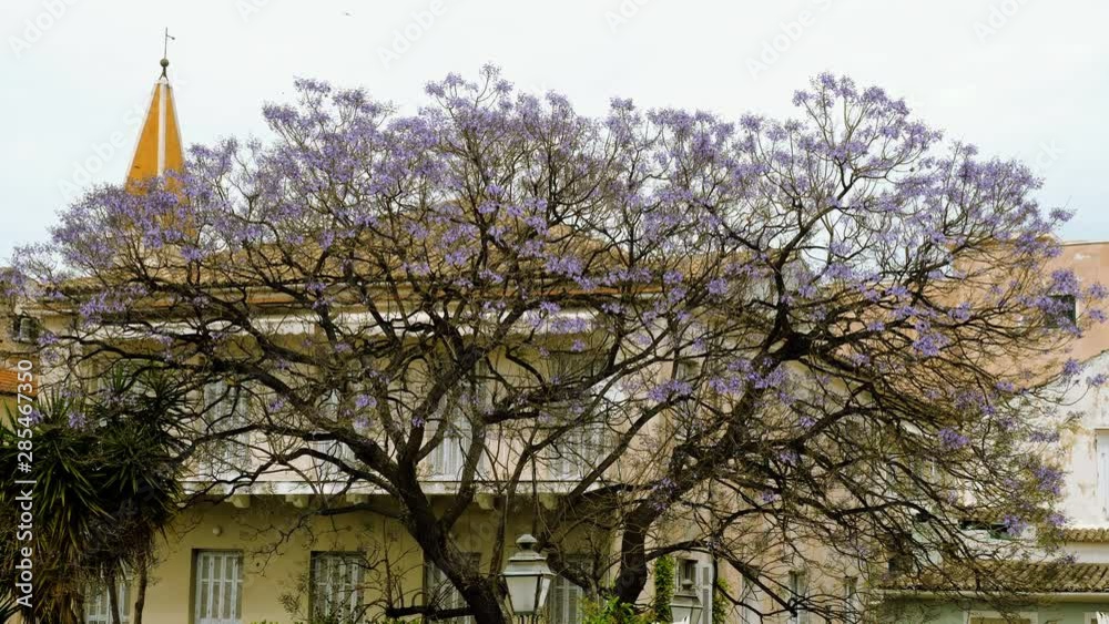 Flowering jacaranda tree on the streets of Greece. 4K Flowering jacaranda tree on the streets of Greece. 4K