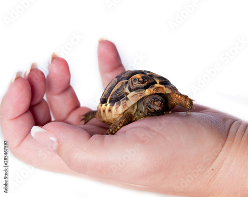 bébé tortue dans une main de femme