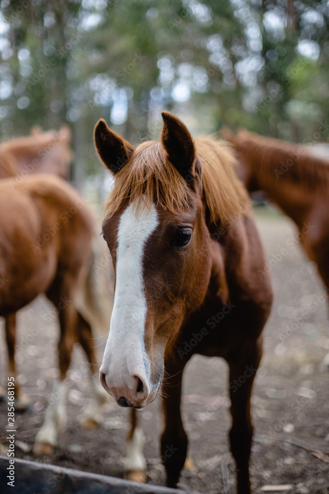 Obraz premium Horseface