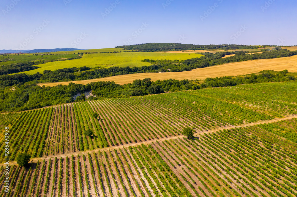 Vineyard on bright summer day. Aerial drone shot
