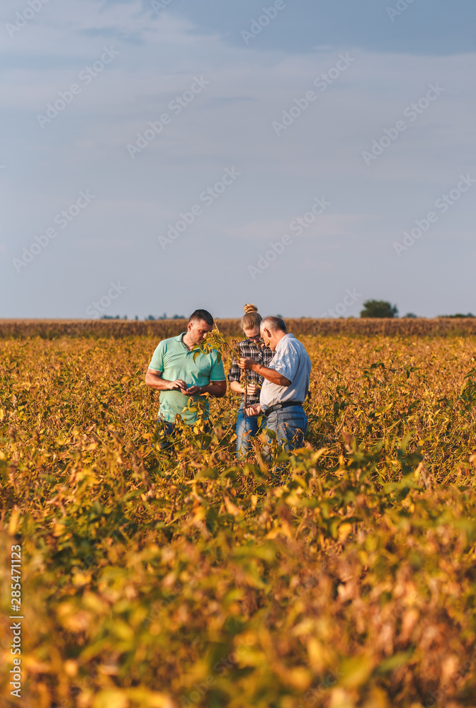 Group of farmers standing in a field examining soybean crop before harvesting. Group of farmers standing in a field examining soybean crop before harvesting.