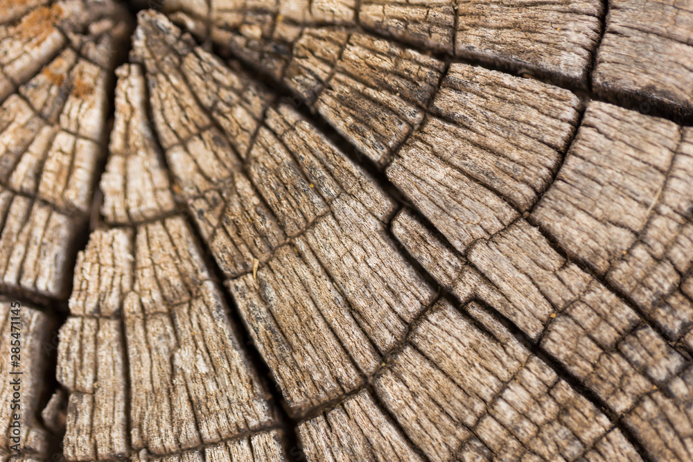 Fototapeta premium natural background from old tree stump
