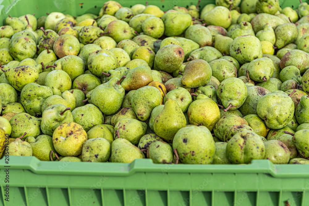 Many Ripe fall pears in a container in autumn Many Ripe fall pears in a container in autumn