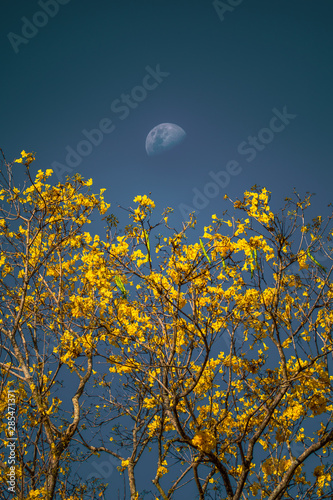 Fototapeta Naklejka Na Ścianę i Meble -  Golden Trumpet Tree (Tabebuia chrysotricha) blooming and a half moon during the first quarter phase in background
