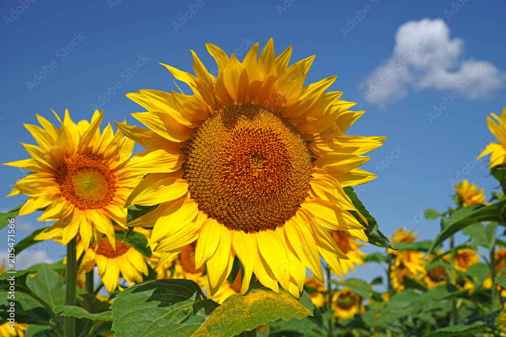 Sunflower and blue sky Sunflower and blue sky