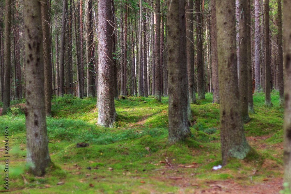 Magic Forest with conifers in evening dark light Magic Forest with conifers in evening dark light