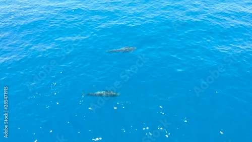 Wallpaper Mural AERIAL View Of Two Pilot Whales Swimming In The Open Ocean Torontodigital.ca