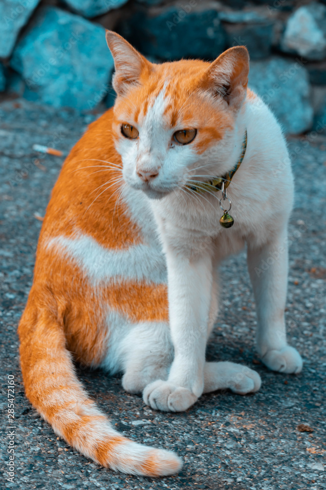 cat with green eyes cat with green eyes