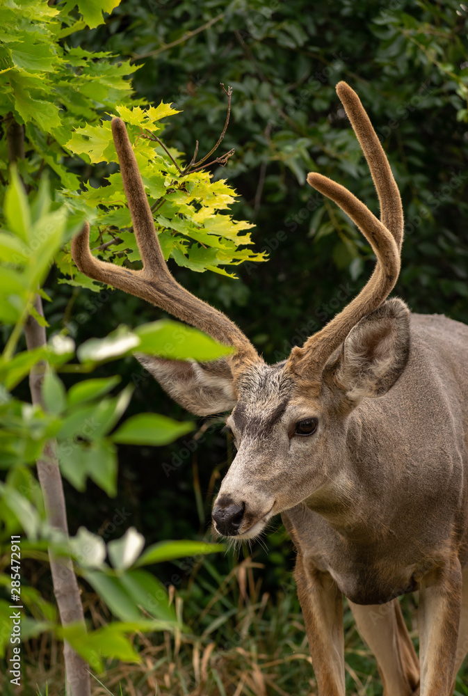 Obraz premium A Whitetail Buck eating leave from a tree in Coldstream, Vernon British Columbia