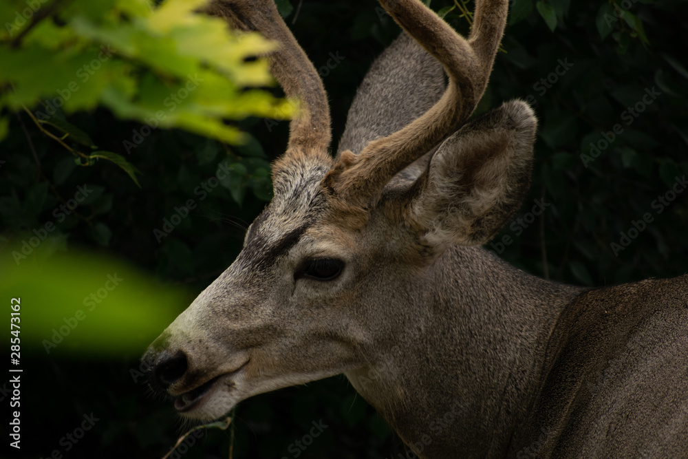 A Whitetail Buck eating leave from a tree in Coldstream, Vernon British Columbia A Whitetail Buck eating leave from a tree in Coldstream, Vernon British Columbia