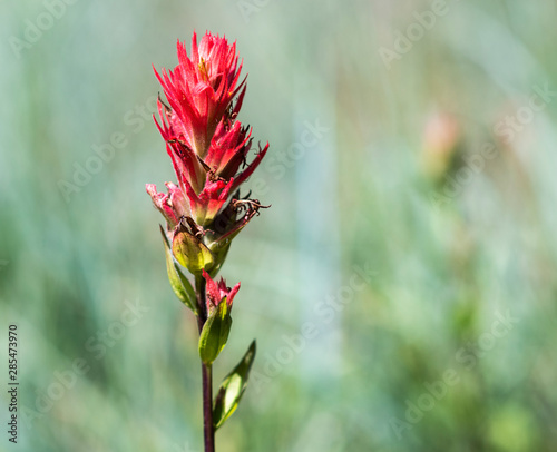 Indian Paintbrush photo