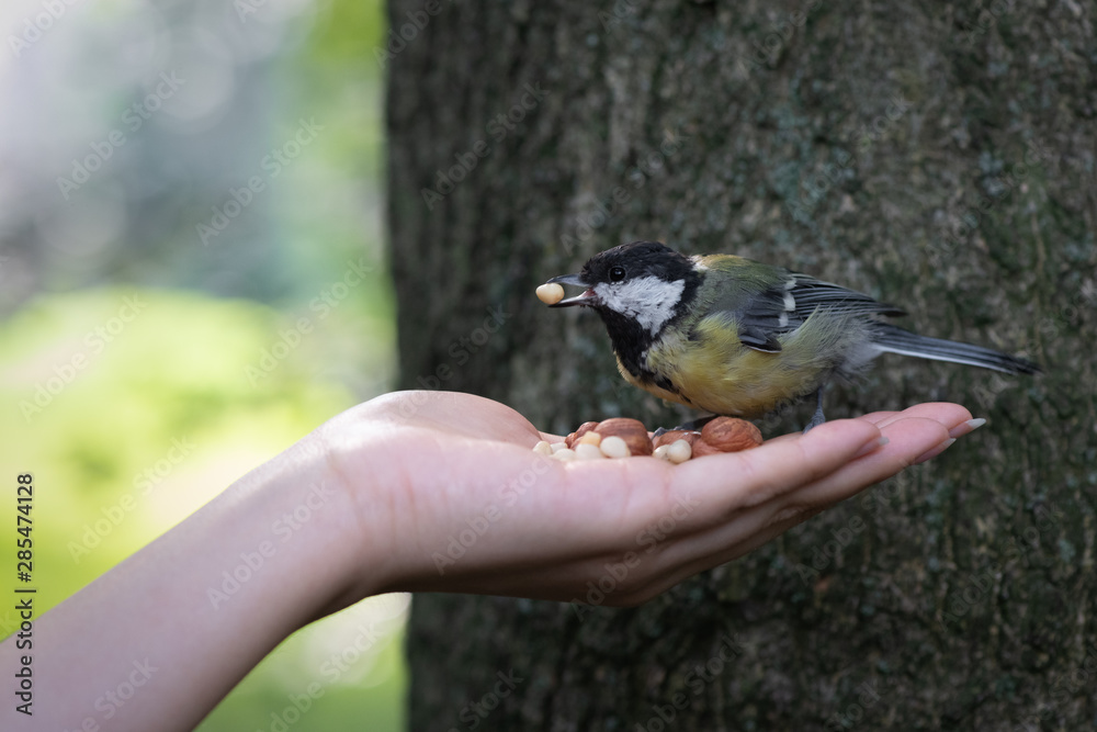 Obraz premium Llittle bird chickadee take nut from human hand in the city park