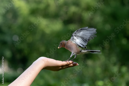 Famale hand feeding little bird chaffinch by nuts in the park