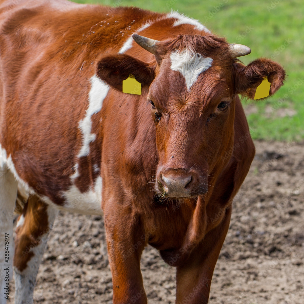 Cow on a meadow.