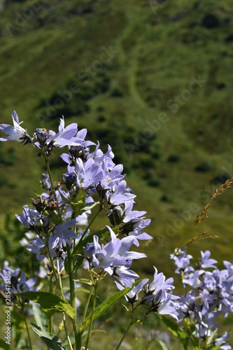 bee on flower