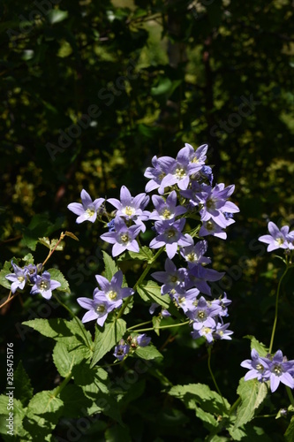 blue flowers on green background