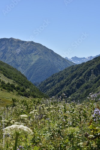 mountain landscape with flowers