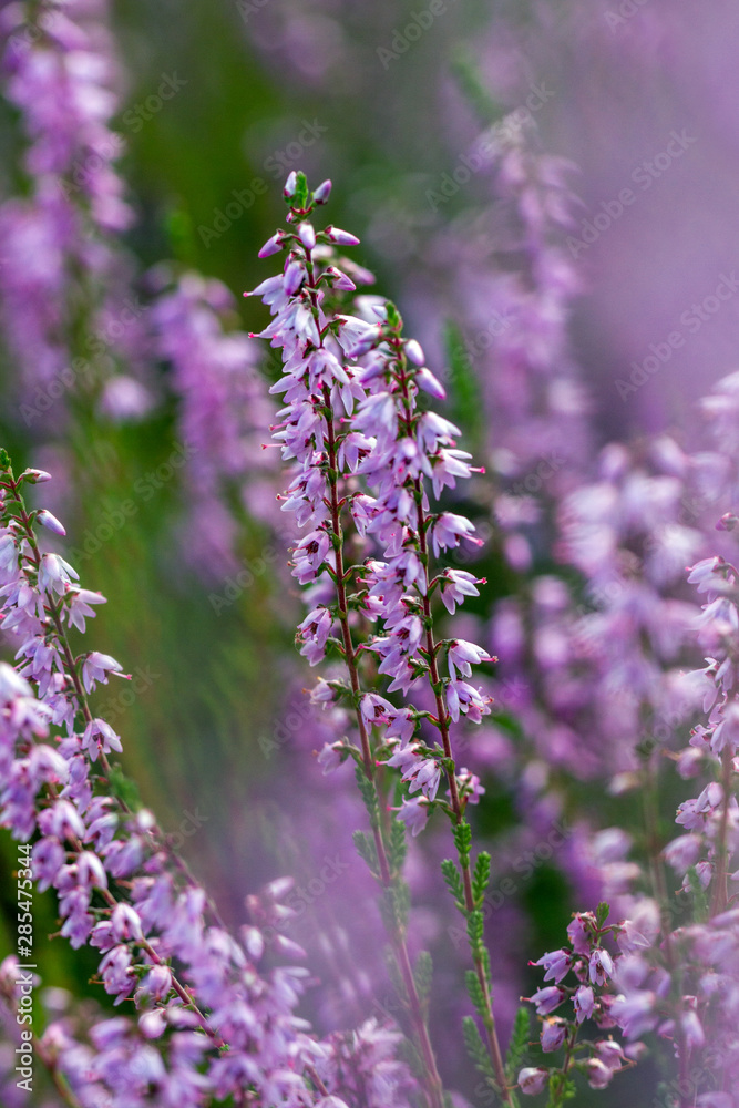 Obraz premium Growing violet heathers