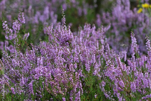 Growing violet heathers