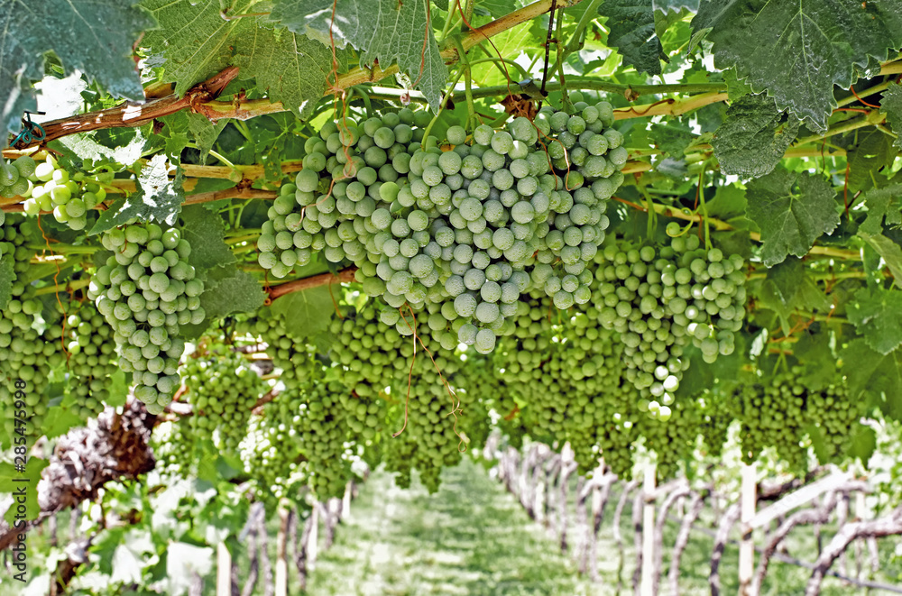 Weinberg bei Tramin - Südtirol Weinberg bei Tramin - Südtirol