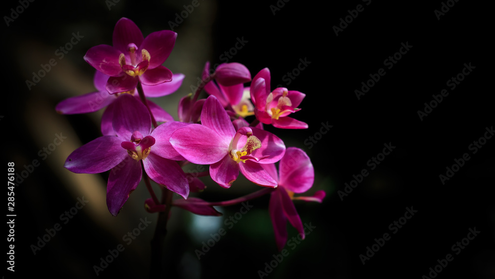 Fototapeta premium Red orchids on a black background
