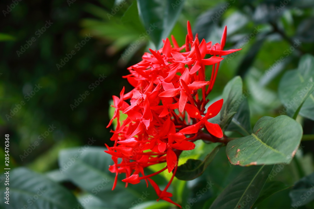 Beauty in red on sunshine day