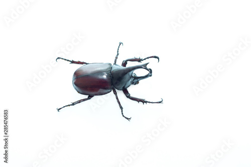 Rhinoceros beetle © puwa2827