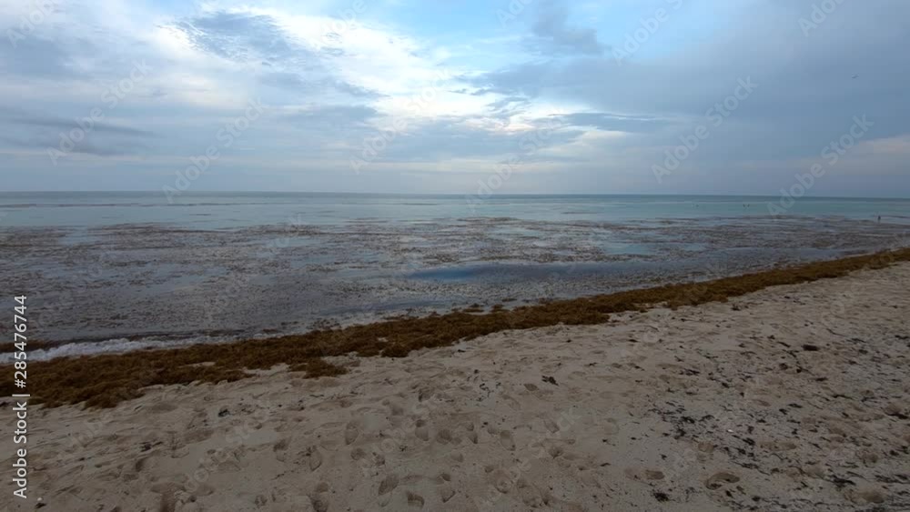 Slow motion right pan up pan tilt ocean water, dead brown grass algae floating on surface, Miami Beach Slow motion right pan up pan tilt ocean water, dead brown grass algae floating on surface, Miami Beach