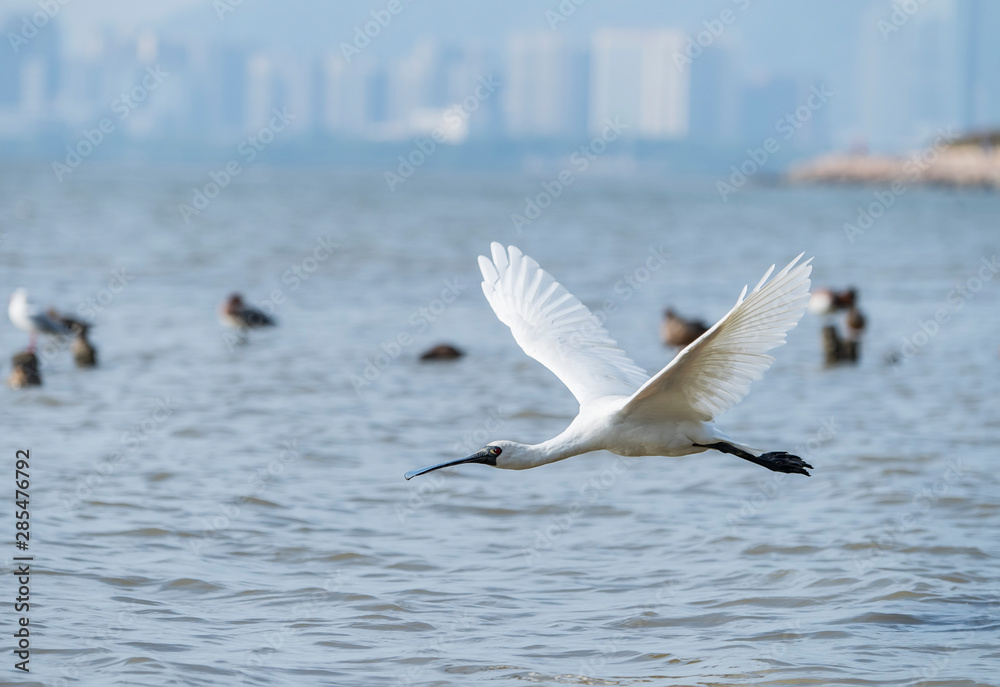 Black-faced Spoonbill flying in waterland Black-faced Spoonbill flying in waterland
