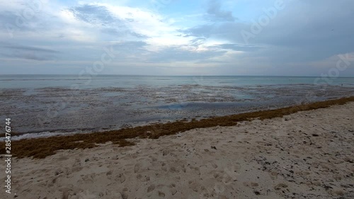 Wallpaper Mural Slow motion right pan up pan tilt ocean water, dead brown grass algae floating on surface, Miami Beach Torontodigital.ca