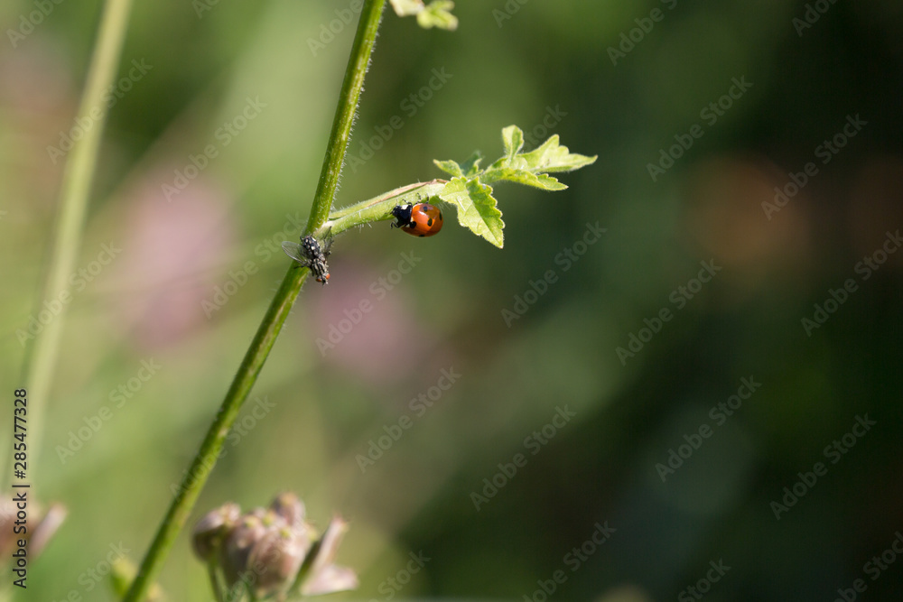Marienkäfer / Coccinellidae
