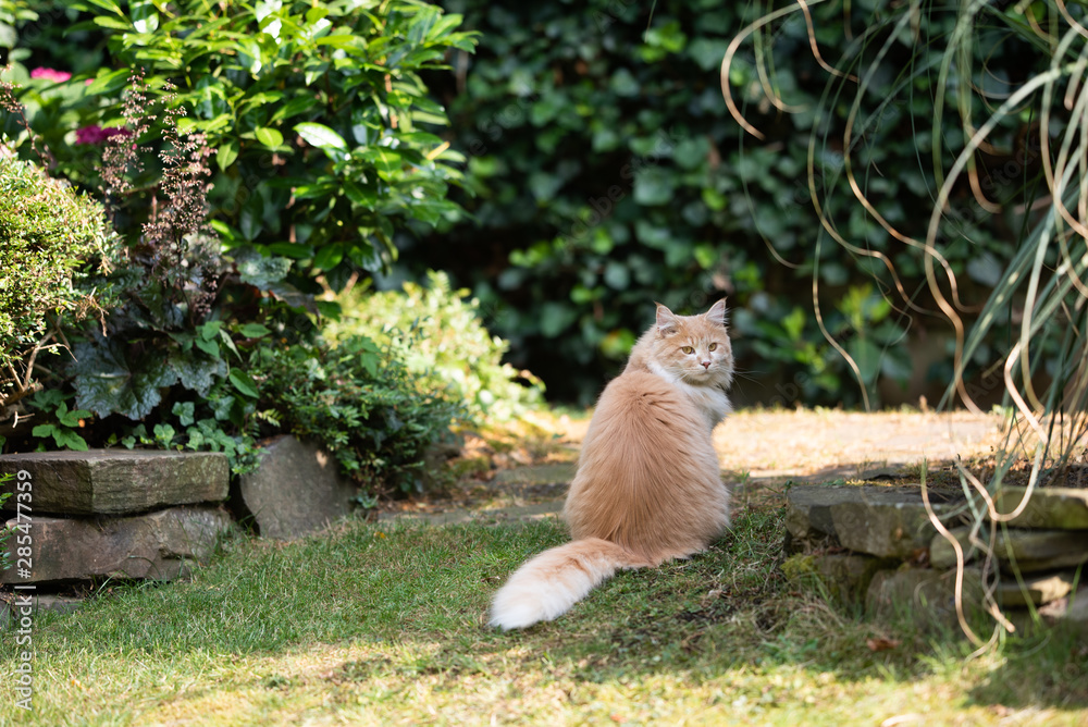 rear view of a young cream tabby ginger white maine coon cat with fluffy tail looking back at camera sitting outdoors in the back yard on a beautiful sunny summer day rear view of a young cream tabby ginger white maine coon cat with fluffy tail looking back at camera sitting outdoors in the back yard on a beautiful sunny summer day