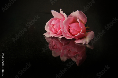 pink roses on black background